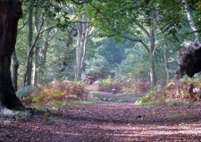 Rendlesham Forest